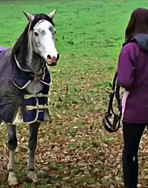 Horse Excited To See Owner After Being Reunited After A Long Holiday